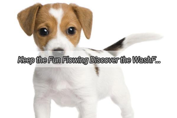  Keep the Fun Flowing Discover the WashFree Joy of Dog Toy Leashes